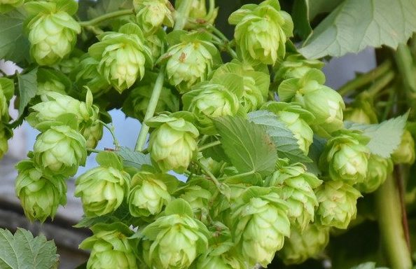 Hop Humulus lupulus Hopbellen